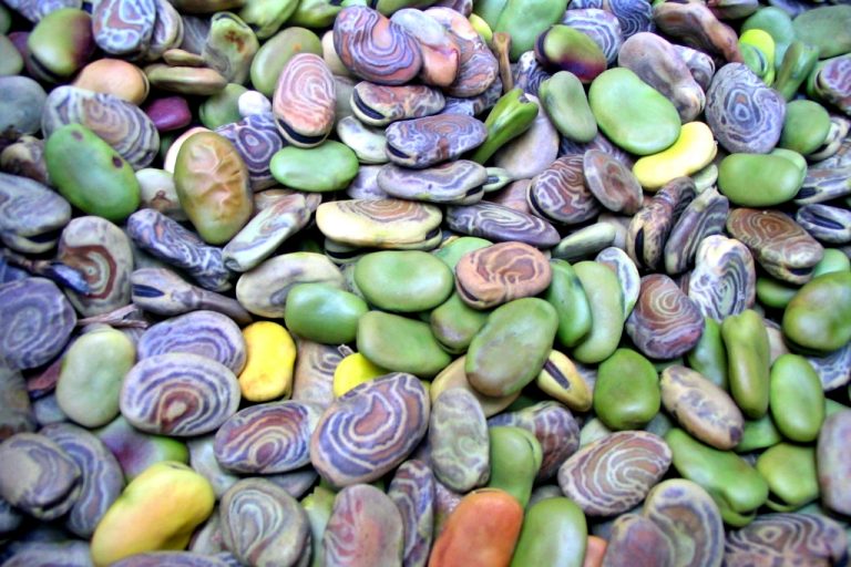 cusco_10sept06_ 102 semillas